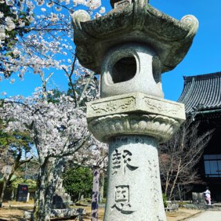 当院の近くにある真如堂様の境内の桜、金戒光明寺様の山門と蓮池にかかる桜。
とても見頃です。

＃京都
＃桜
＃真如堂
＃くろだに
＃金戒光明寺
＃公安院