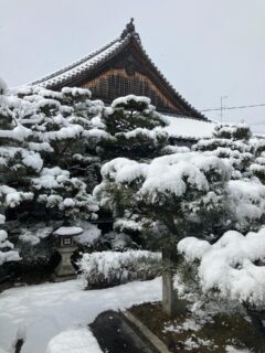 『雪のうちに　仏の御名を　称うれば　積もれる罪ぞ　やがて消えぬる』
数年ぶりに境内に雪が綺麗に積もりました。
私の罪もやがて太陽に照らされ溶けゆく雪のように、消えて無くなりますように🙏
